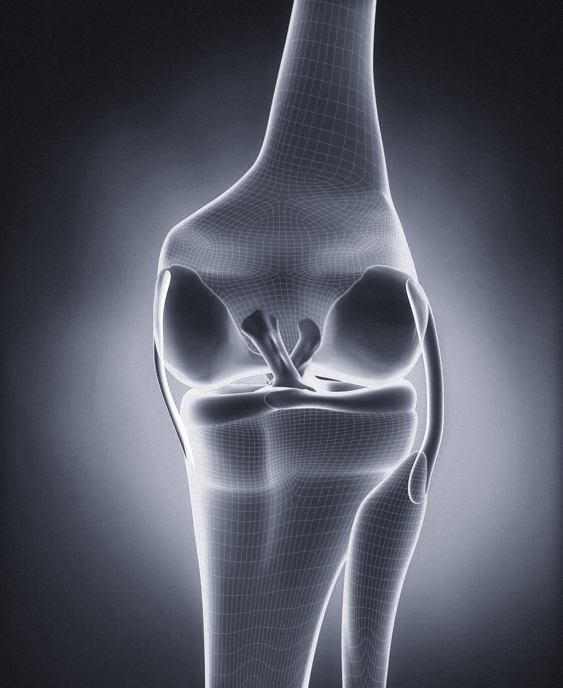Stylised 3D wireframe render of the knee joint and cruciate ligaments